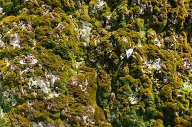 Bir ıslak rock uçurumun üzerinde yakın çekim yeşil güzel yosun.