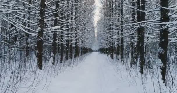 冬、雪に覆われた木の路地で美しい森の風景の空撮. — ストック動画