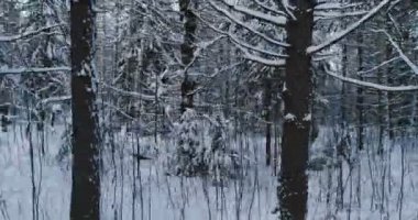Kış akşamları hava video güzel orman manzara. Sol hareketli kamera.