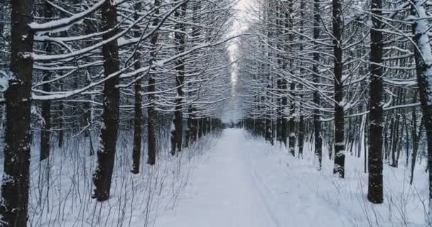 Aerial video beautiful forest landscape in winter, alley of snowing trees. Camera moving backward. — Stock Video