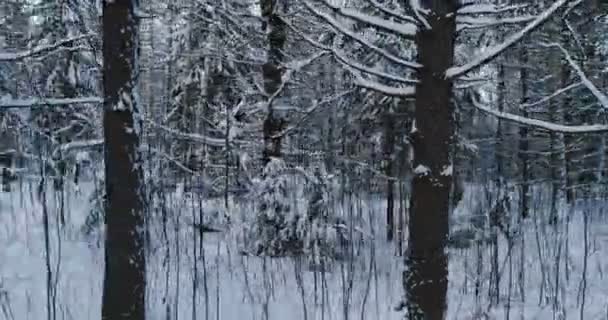 Aerial video beautiful forest landscape in winter evening. Camera moving in left. — Stock Video