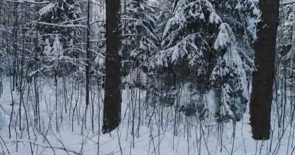 Aerial video beautiful forest landscape in winter. Camera moving in left — Stock Video