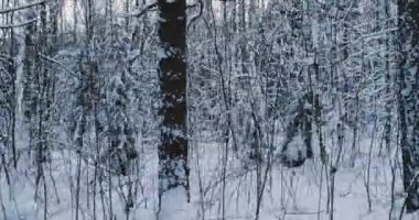 Kış akşamları hava video güzel orman manzara. Sol hareketli kamera