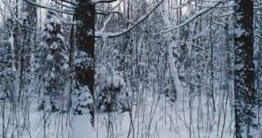 Kışın hava video güzel orman manzara. Sol yavaş yavaş hareketli kamera
