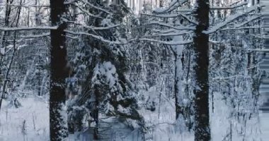 Kış akşamları hava video güzel orman manzara. Sağ tarafta hareketli kamera yüksek hızlı.