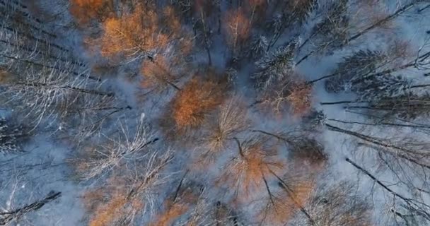 Video top luchtfoto van pittoreske winter forest park met bomen in sneeuw. — Stockvideo