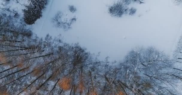 Video top luchtfoto van pittoreske winter forest park met bomen in sneeuw. — Stockvideo