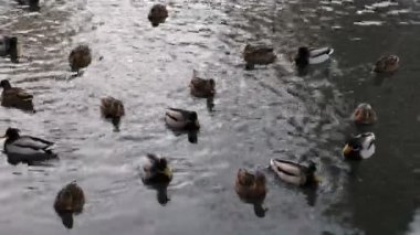 Ördek gölet üzerinde kış aylarında yüzme.