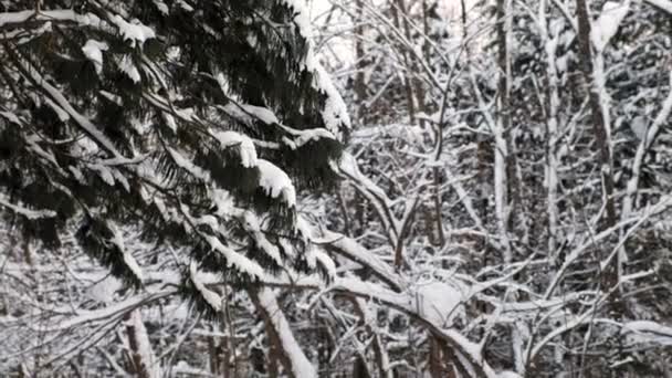 Närbild av trädgrenar i snö i vinter skog. — Stockvideo