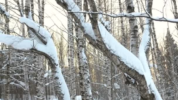 Troncos de árvore de close-up cobertos de neve . — Vídeo de Stock
