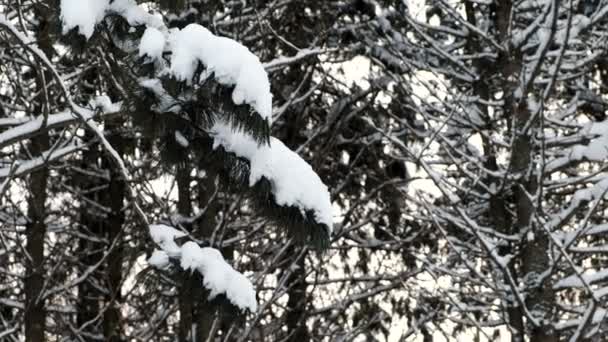 Close-up of tree branches in snow in winter forest. — Stock Video