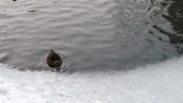 Anatre che nuotano sul laghetto di ghiaccio in inverno — Video Stock