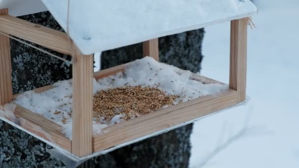 森林公園の木クローズ アップ木製の鳥の餌箱. — ストック動画