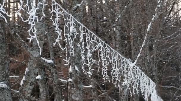 Slingers op bomen in de winter Park close-up. — Stockvideo