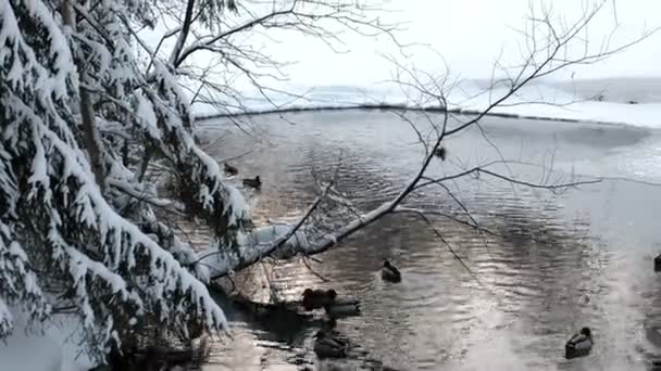 Kachny, koupání na rybníku v zimě lese — Stock video