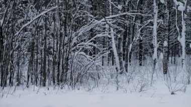 Snowdriftsand ağaçları ile ormanda kış kar manzara.