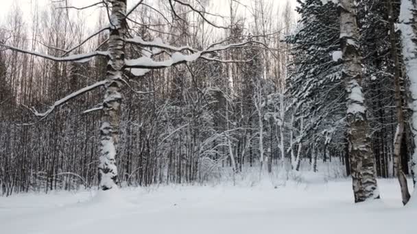 Paisaje de nieve de invierno en el bosque con ventisqueros . — Vídeos de Stock