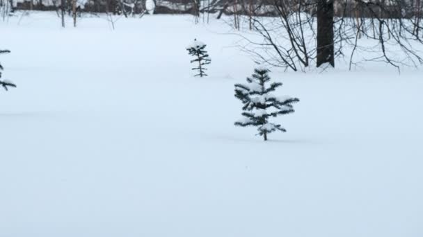 Ξέφωτο στο δάσος με ένα μικρό πευκόφυτο στο χιόνι το χειμώνα. — Αρχείο Βίντεο
