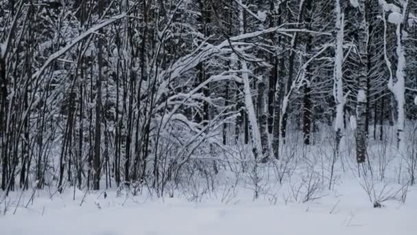 Winterliche Schneelandschaft im Wald mit Schneeverwehungen und Bäumen. — Stockvideo