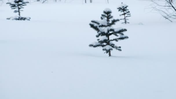 Лесная поляна с небольшими соснами в снегу зимой . — стоковое видео
