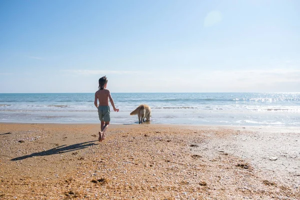 6 年間で、海岸で彼は子鹿犬ラブラドールを歩く緑のショート パンツの認識できない少年. — ストック写真