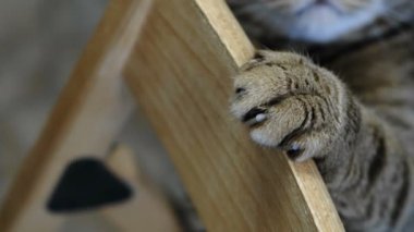 Closeup pençeli bir pençe ve şeritli namlu bir kedi gözlü.
