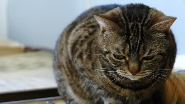 Nahaufnahme einer gestromten Katze, die auf dem Holztisch liegt. — Stockvideo