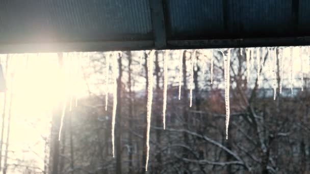 Icicles hang van een dak in voorjaar dooi. — Stockvideo