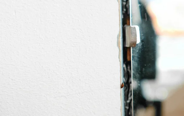 Inseto besouro rastejando na parede no apartamento ao lado do espelho . — Fotografia de Stock