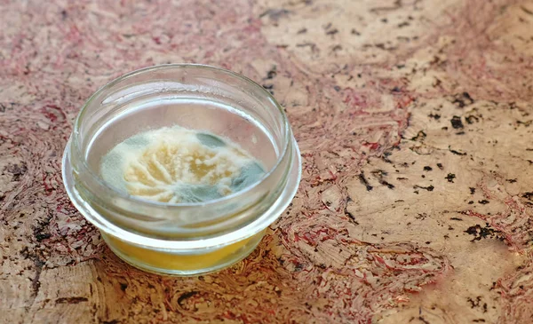Плесень нарезанный лимон в прозрачной банке на кухонном столе . — стоковое фото