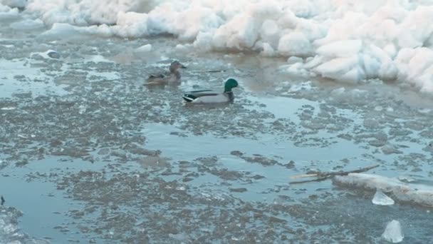 Eisverwehungen auf dem Fluss. bewegliche Eisschollen aus nächster Nähe. Enten auf dem Fluss. — Stockvideo