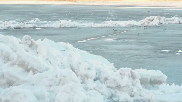 Vögel Möwen auf dem Eisfluss. — Stockvideo