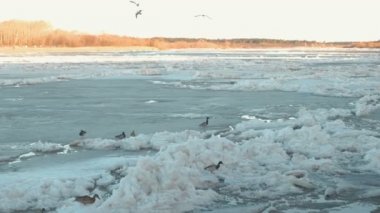 Buz drift güzel manzarasına bahar Nehri üzerinde. Sandy beach ağaçları ile. Sahilde yürüyüş kuşlar.