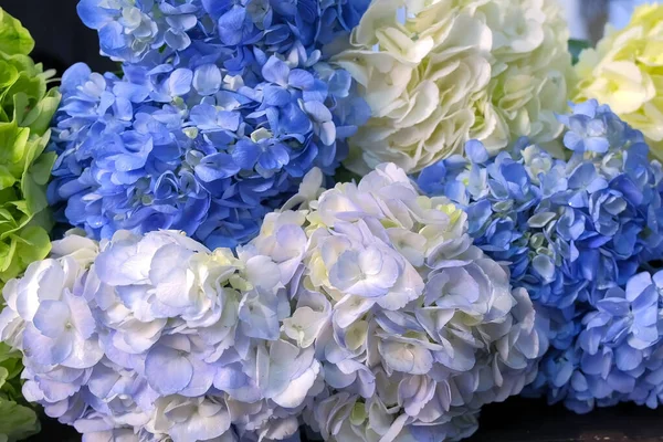 Kwiaty hortensja różne kolory w kwiaciarni na sprzedaż, widok z bliska. — Zdjęcie stockowe