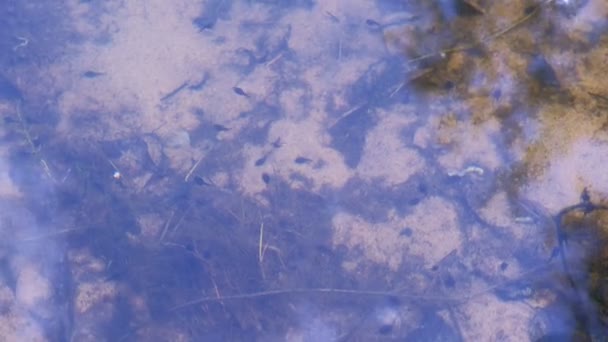 Πολλοί μικροί γυρίνοι βάτραχοι κολυμπούν στη λίμνη ανάμεσα στα φύκια. — Αρχείο Βίντεο