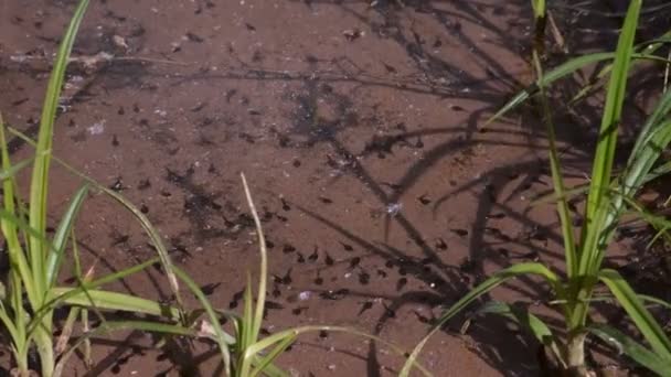 Viele kleine schwarze Kaulquappen schwimmen in flachen Teichfrosch Lebenszyklus in der Natur. — Stockvideo