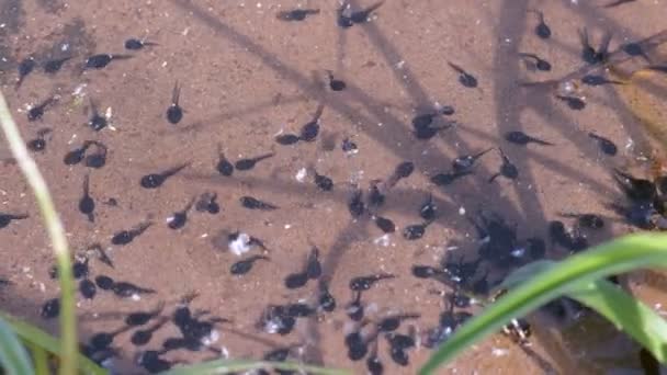 Birçok küçük siyah kurbağa yavrusu sığ gölette yüzer doğada yaşam döngüsü. — Stok video