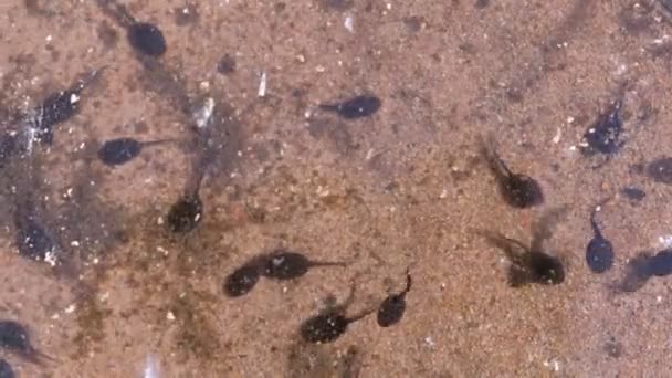 Viele kleine schwarze Froschkaulquappen schwimmen in flachem Teich mit Sandboden. — Stockvideo