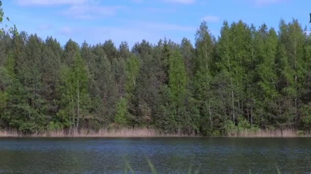 Scenery landscape with green north tundra forest and river at summer day. — Stock Video