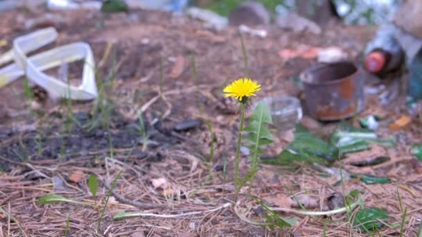 Amarelo dente-de-leão crescendo entre detritos de lixo, poluição ambiental . — Vídeo de Stock