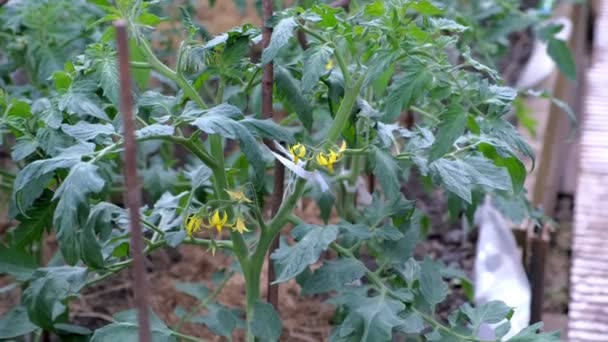 Flowers on tomato plants in greenhouse on farm agrobusiness and farming concept. — Stockvideo