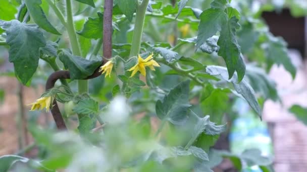 Small green tomato and yellow flowers growing on tomato plant, closeup view. — Stock Video