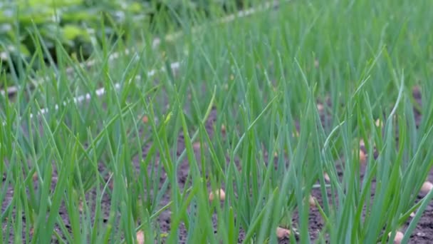 Garden bed of growing onions in farm, gardening and farming concept. — Stockvideo