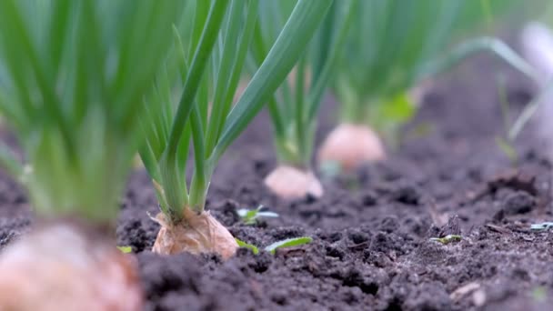 Garden bed of growing onions in farm, gardening and farming concept. — Stockvideo