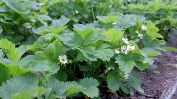 Beds with growing blooming strawberries plants in farm, gardening and farming. — Stock Video