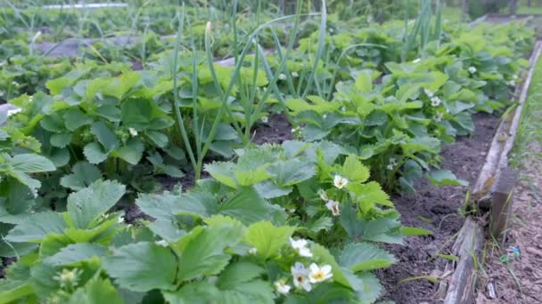 農業、園芸、農業の概念におけるタマネギとイチゴの栽培のベッド. — ストック動画