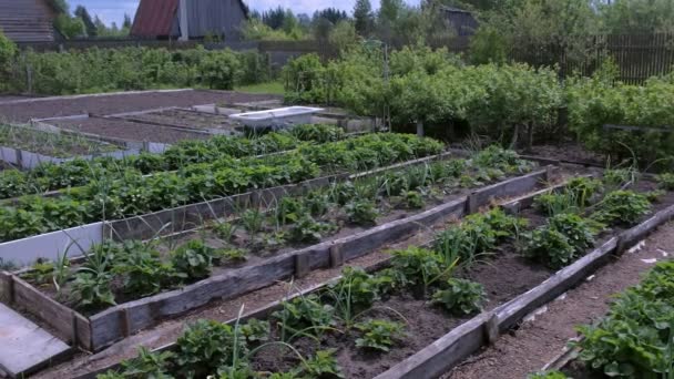 Beds of growing onions and strawberries in farm, gardening and farming concept. — Stockvideo