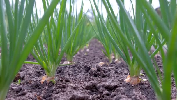 Onions growing in garden in a rows in open ground in farm, side view. — Stockvideo