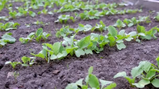 Dětská ředkvička rostoucí na farmě v otevřeném prostranství, zemědělství a zahradnictví koncept. — Stock video