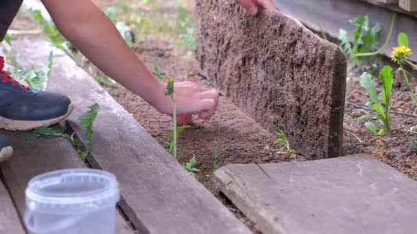 Oğlan köydeki tahta tahtaların altında solucan topluyor, elleri kapalı.. — Stok video